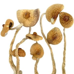 Golden Teachers Magic Mushrooms