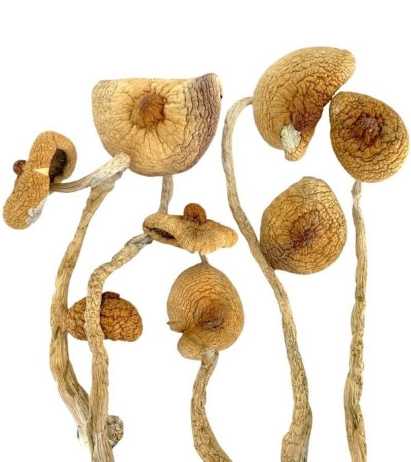 Golden Teachers Magic Mushrooms