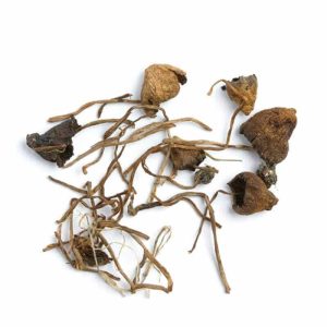 Liberty Cap Mushrooms