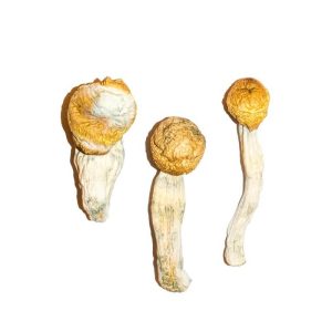 Penis Envy Magic Mushrooms