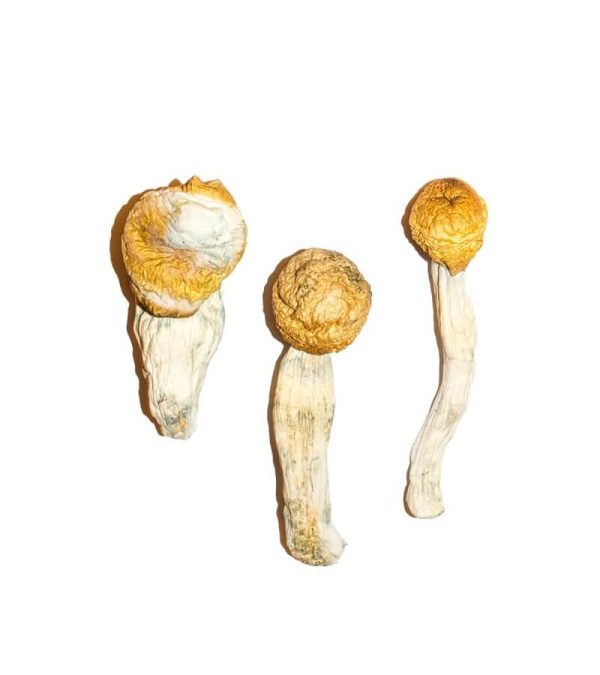 Penis Envy Magic Mushrooms