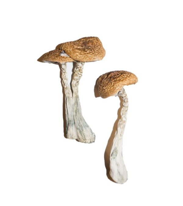 Wavy Caps Magic Mushrooms