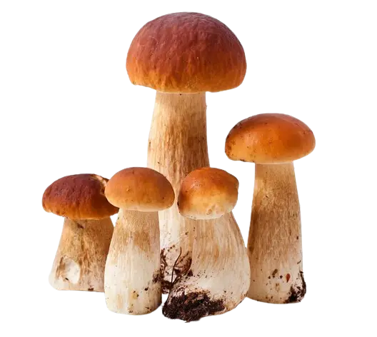 Magic mushrooms